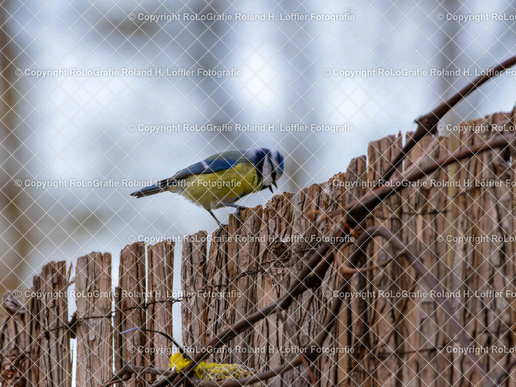 20240411_Vögel_RoLoGrafie-12 | Vogel im heimischen Garten - Realisiert mit Pictrs.com