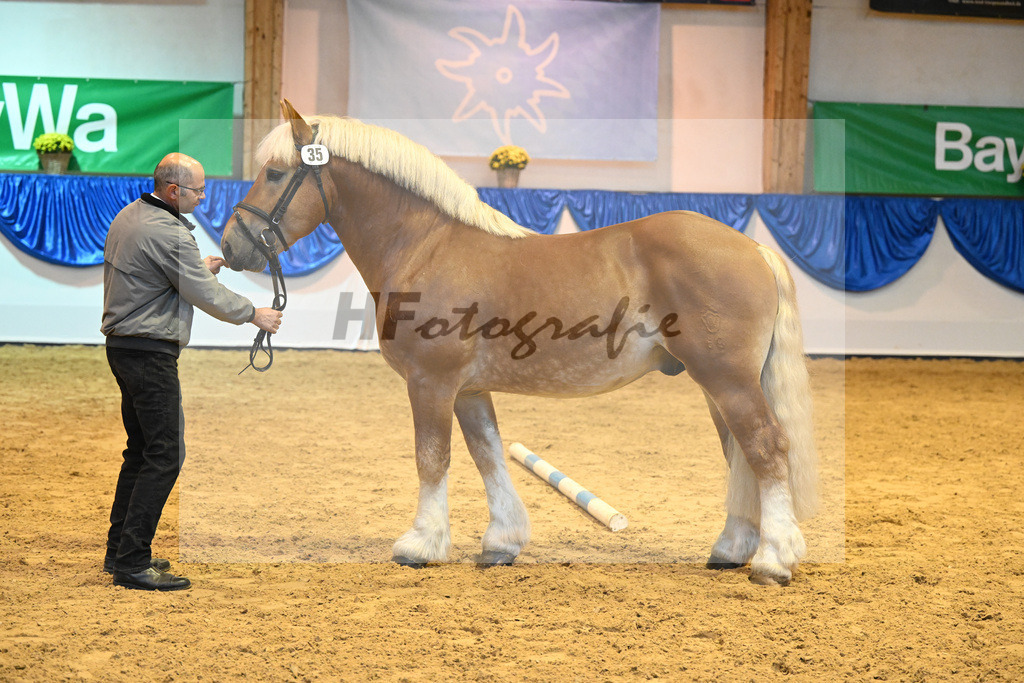 Kat-Nr. 35 Edwin II_Landgestuet Celle_53221195 | hf-fotografie - Realizzato con Pictrs.com