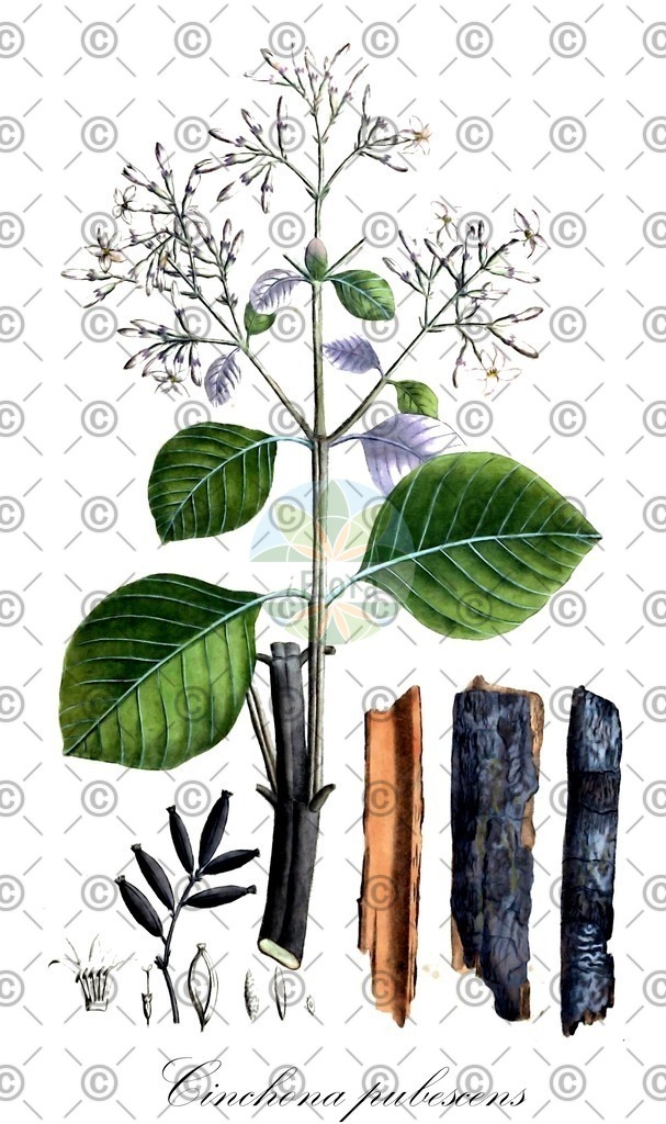 HistAbb_wfo-0001233214_1_ENZY_Simple | Historische Abbildung von Cinchona pubescens - Rubiaceae | Historical Illustration of Cinchona pubescens - Rubiaceae