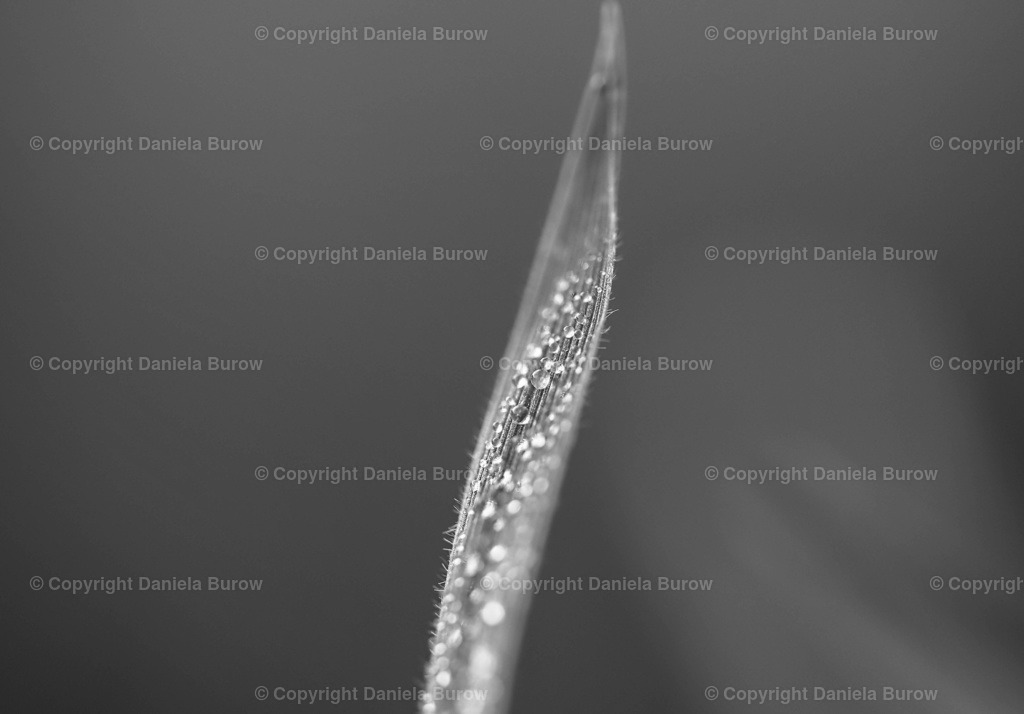 Schwarzweiß | danielaburow - Realisiert mit Pictrs.com