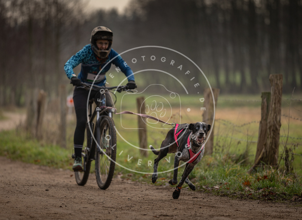 Pfotenfotografie_DV3A1901 | Hundefotografie, Tierfotograf, Pfotenfotografie, Fotoshooting Hund, Hunde Portrait, Hundesport, Hundeportraits, Heideshooting, Hunde, Sportfotograf, Hundefotograf, Turnierhundsport, THS,  - Realisiert mit Pictrs.com