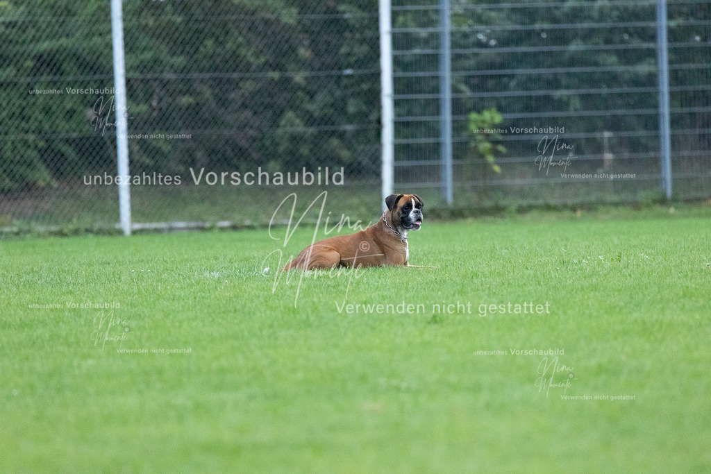_16A4733 | Einzigartige Fotos von Hunden & Menschen –Actionfotos, Portraits, Vereinsaufnahmen & Paarshootings – authentisch, lebendig & mit Herz.
