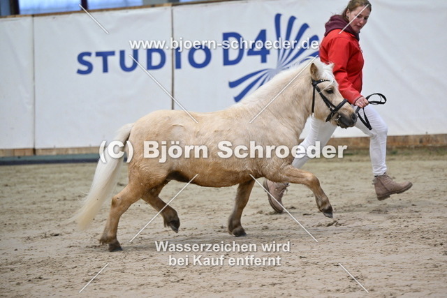 25_Cay - Kalif II_963_0540 | Björn Schroeder Pferdefotografie