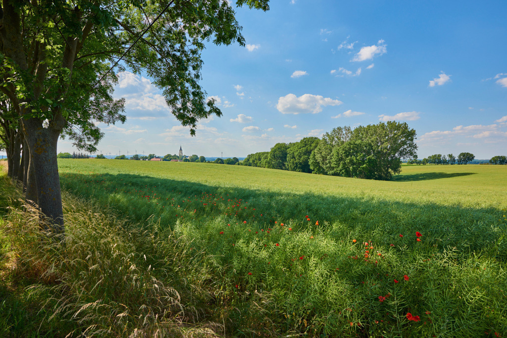 Blick in Richtung Staucha_ Lommatzscher Pflege | Fotos als Raumschmuck - Realisiert mit Pictrs.com