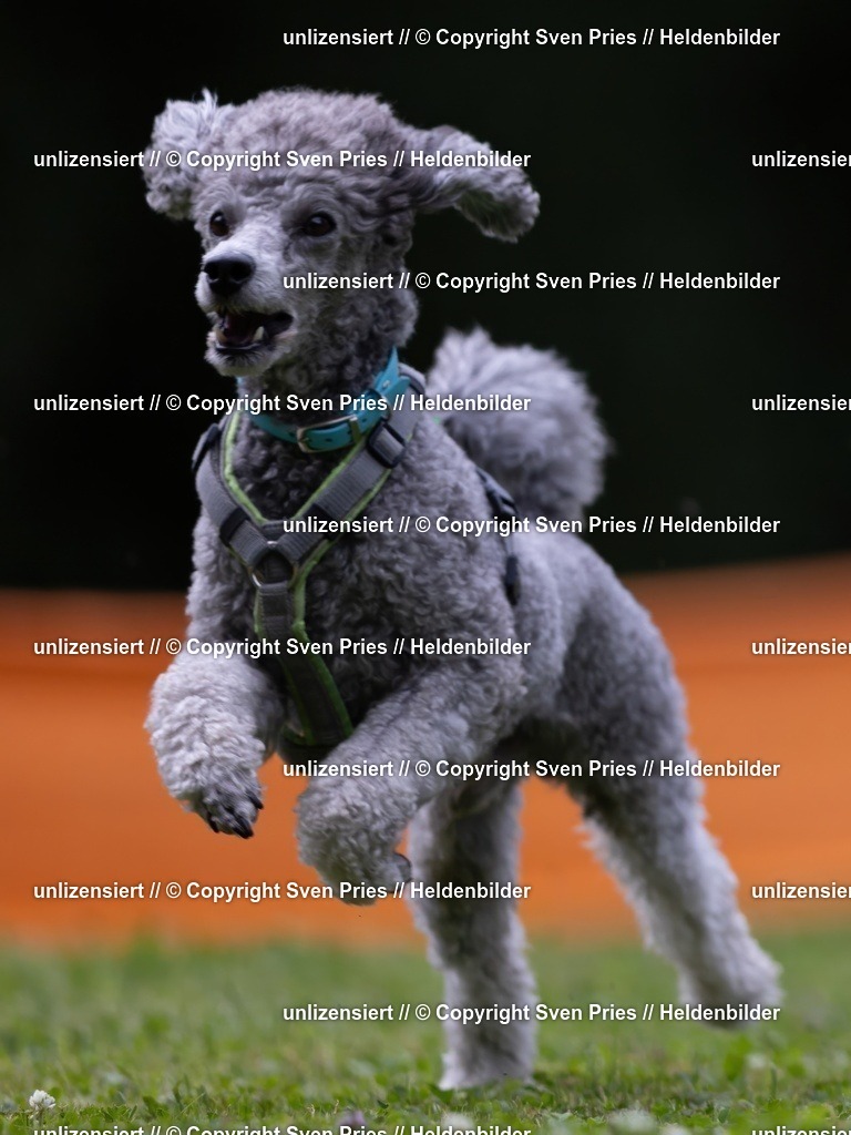 Sven Pries | 19. Allgemeines Hunderennen Karlsruhe Durlach - Realisiert mit Pictrs.com