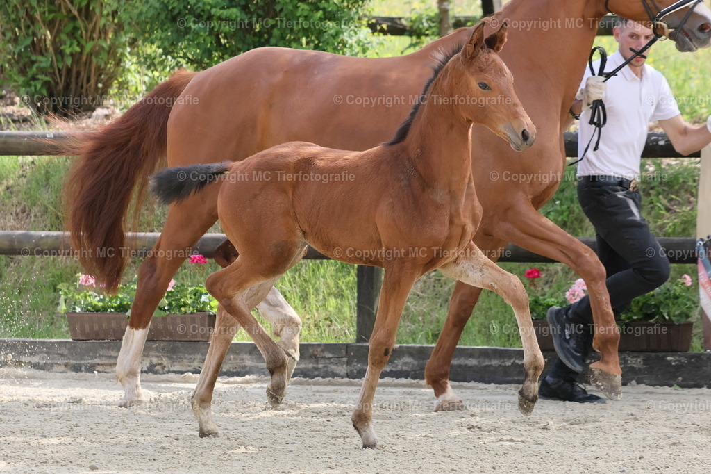 TrakFohlenschHennef17052025MC3H5A7571B | Pferdefotos online bestellen - Realisiert mit Pictrs.com