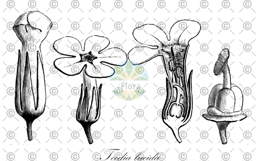 HistAbb_wfo-0000410382_1_ENZY_Simple | Historische Abbildung von Teedia lucida - Scrophulariaceae | Historical Illustration of Teedia lucida - Scrophulariaceae