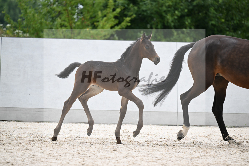 Kat-Nr. 10 Schneemann x Grand Galaxy Win_HF_Schulz_21250804 | hf-fotografie - Realizzato con Pictrs.com