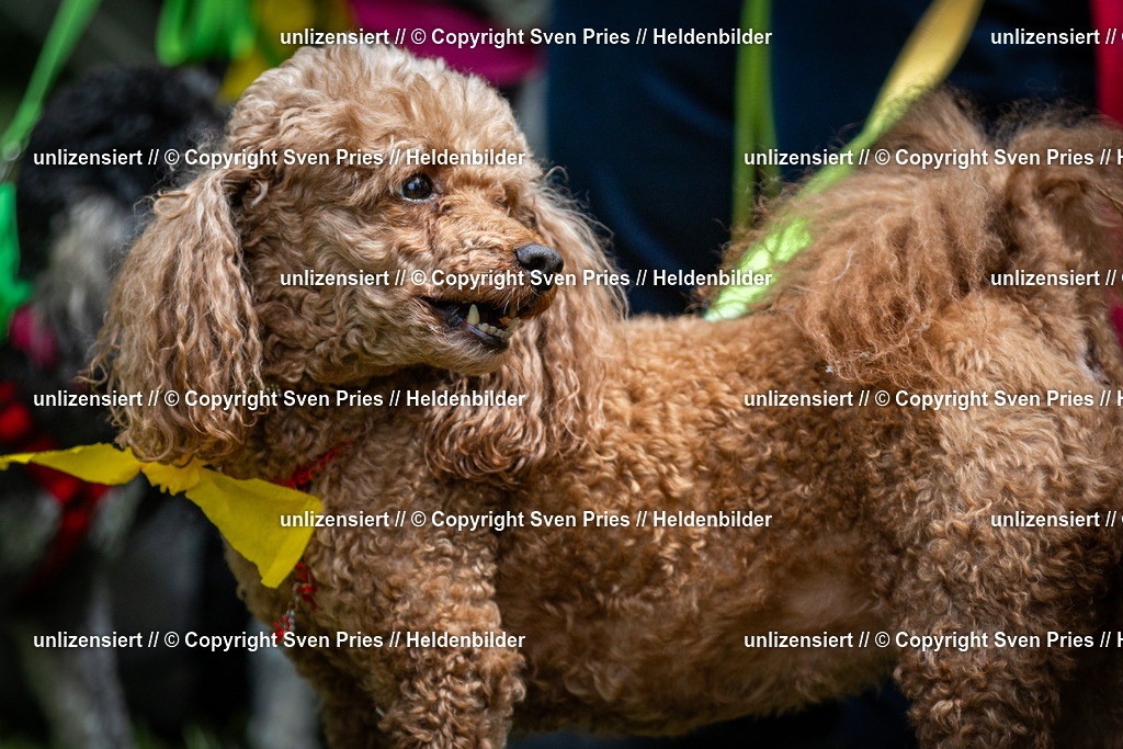 Sven Pries | 2025-05-29 - Pudelrennen KA-Durlach - Realisiert mit Pictrs.com