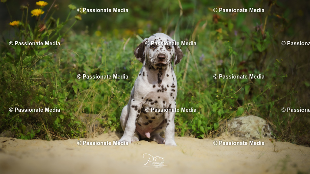 DSC06065 | Passionate Media, dein Fotograf aus Brandenburg, Märkisch Oderland, im Bereich Motorsport, Autos und Motorräder sowie Events und auch Hunde. Shootings oder auch Eventbegleitungen können bei mir gebucht we