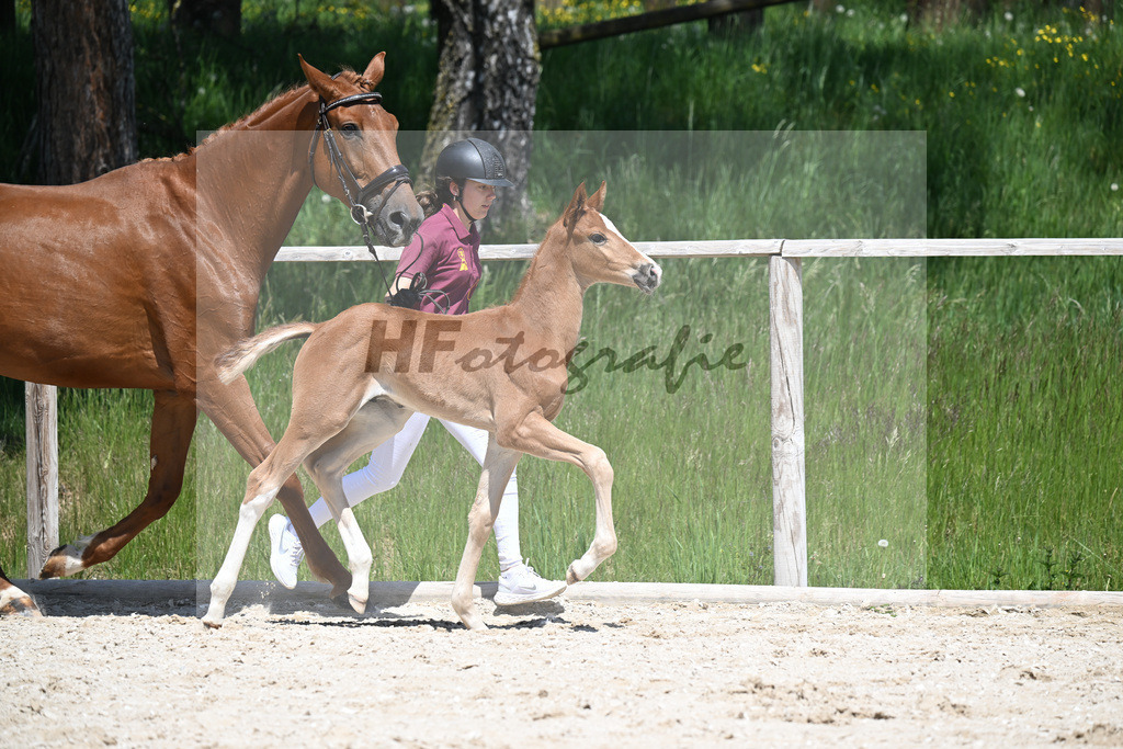 Benicio x Vivaldos_HF_Regele_10250418 | hf-fotografie - Realizzato con Pictrs.com