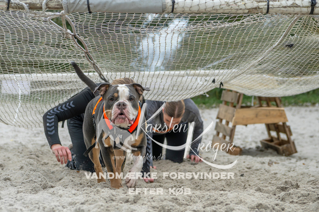 1101_ZZ95158 | kk-dogfotos