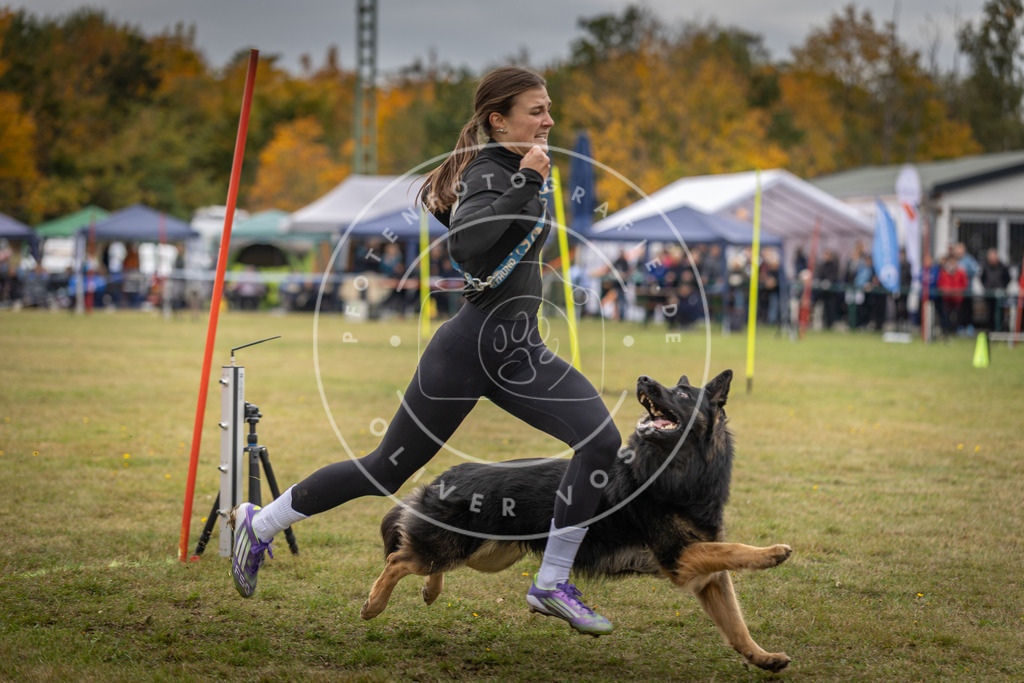 Pfotenfotografie_DV3A7764 | Hundefotografie, Tierfotograf, Pfotenfotografie, Fotoshooting Hund, Hunde Portrait, Hundesport, Hundeportraits, Heideshooting, Hunde, Sportfotograf, Hundefotograf, Turnierhundsport, THS,  - Realisiert mit Pictrs.com