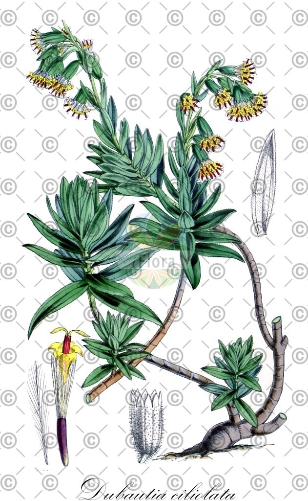 HistAbb_wfo-0000058694_1_ENZY_Simple | Historische Abbildung von Dubautia ciliolata - Asteraceae | Historical Illustration of Dubautia ciliolata - Asteraceae