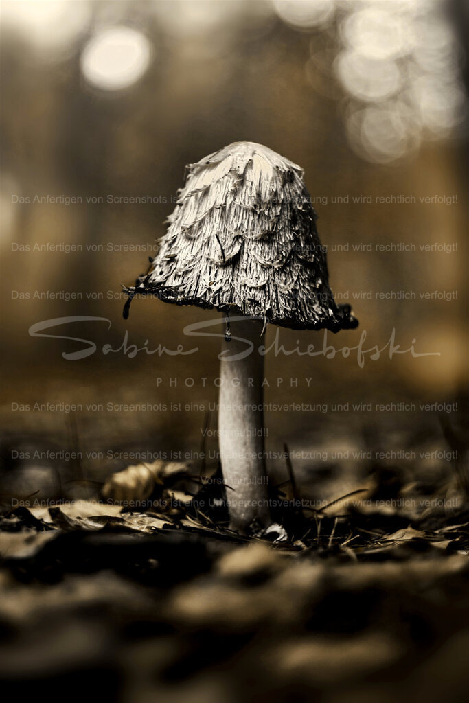 Tintling | People- und Tierfotografie, Imageaufnahmen, Veranstaltungsfotografie und Wandbilder aus der Natur ★ Made in Germany ✔️ Druck + Downloads ✔️ Naturfotografie in Top Qualität ★ schneller Versand, weltweite Lieferung! - Realisiert mit Pictrs.com