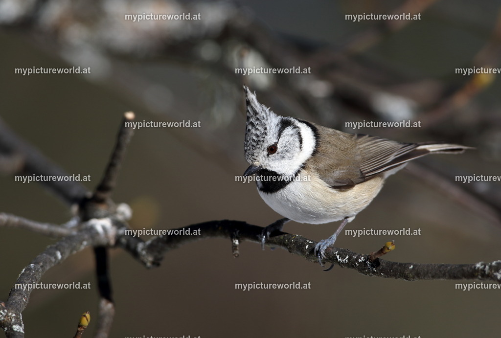 Haubenmeise-003 | Das Bilderarchiv über Tiere, Planzen und Landschaften. In der Bilddatenbank finden Sie ein große Auswahl an hochwertigen Bilder für Ihre Werbung - Realized with Pictrs.com
