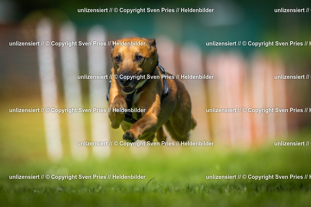 Hunderennen_April_2026_428 | 2026-04-26 - Hunderennen Baden-Oos April 2026 - Realisiert mit Pictrs.com