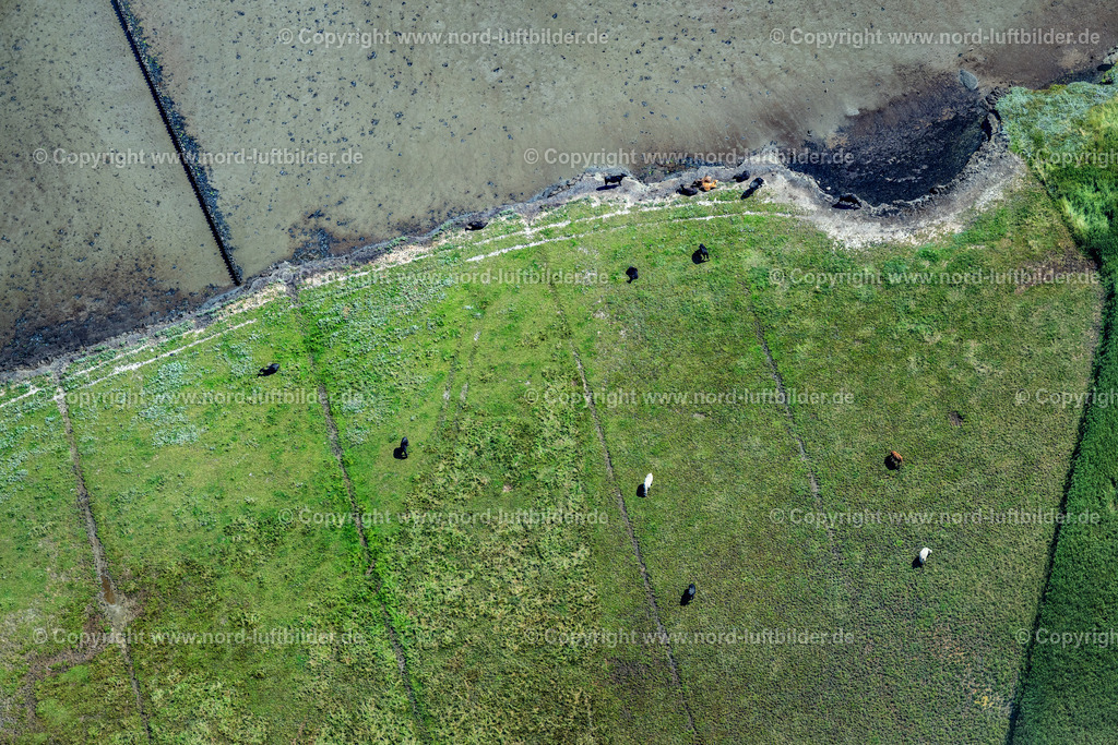 Sylt_Braderup_Salzwiesen_Rinder_ELS_4612130825 | WENNINGSTEDT-BRADERUP (SYLT) 13.08.2025 Küstenbereich mit Salzwiesen und Rinderzucht an der Wattseite von Wenningstedt-Braderup (Sylt) im Bundesland Schleswig-Holstein. // Coastal area with salt marshes and cattle breeding on the mudflat side of Wenningstedt-Braderup (Sylt) in the federal state of Schleswig-Holstein. Foto: Martin Elsen
