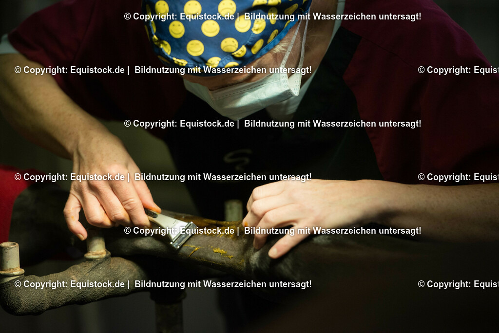 20160309_Sehnenschnitt_OP__0004 | equistock