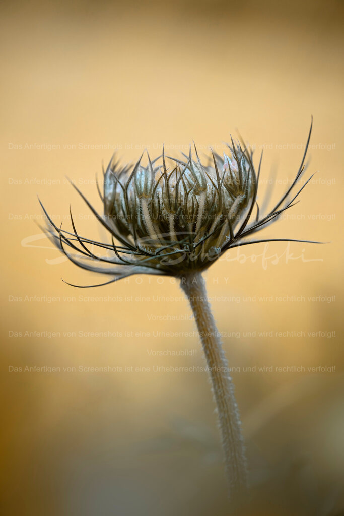 Wilde Möhre im Detail | Exklusive Naturfotografie für stilvolle Wanddekoration ★ Premium Wandbilder Made in Germany ✔️ FineArt Drucke & Downloads ✔️ Brillante Farben, höchste Qualität & weltweiter Versand ✔️ - Realisiert mit Pictrs.com