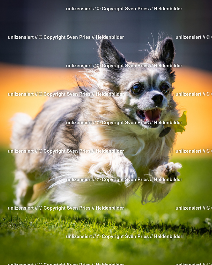 Sven Pries | 2025-08-10 - Hunderennen Durlach - Realisiert mit Pictrs.com