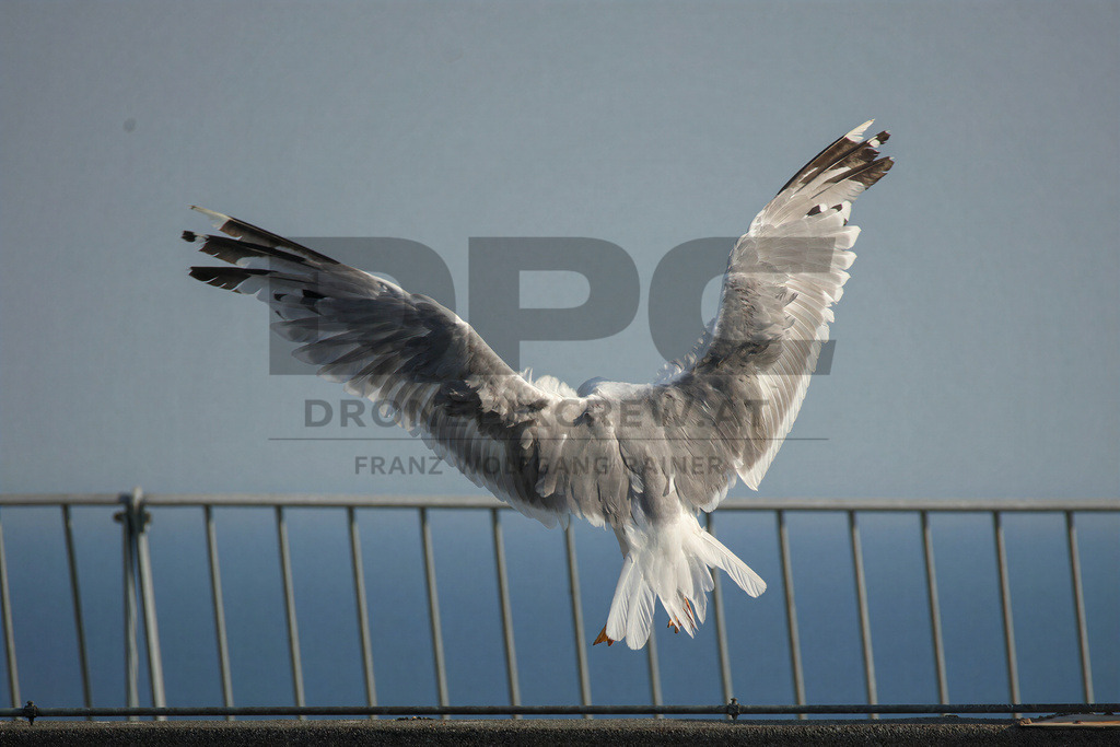 Yellow-legged Gull (Larus michahellis) | Yellow-legged Gull (Larus michahellis), a large gull species commonly found along Mediterranean coasts, rocky shorelines, harbours and coastal areas. - Realisiert mit Pictrs.com