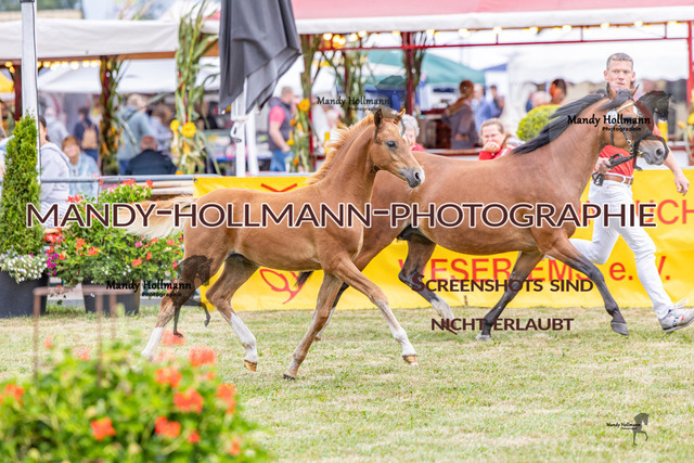 LTN 2 (103 von 1981) | mandyhollmannphotographie
