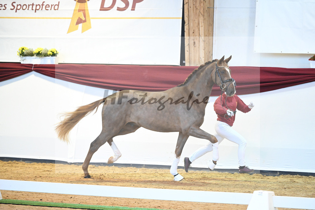 Kat-Nr. 4 v. Benicio_Galneder_66220008 | hf-fotografie - Realisiert mit Pictrs.com