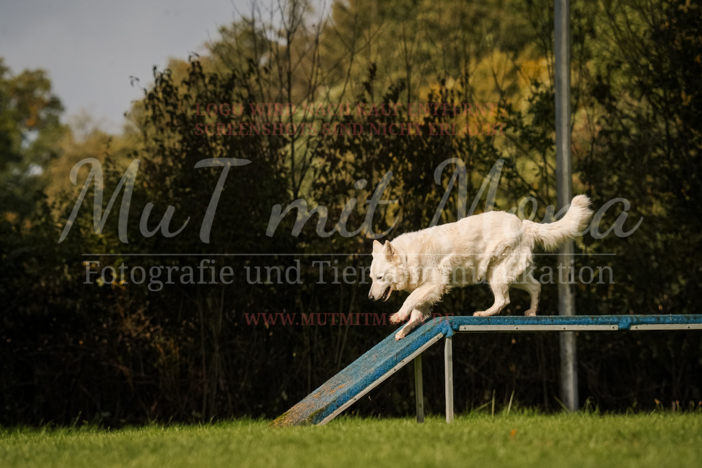 20251005_THS_Turnier-751 | MuT (Mensch und Tier) mit Mona - Fotografie und Tierkommunikation - Realisiert mit Pictrs.com