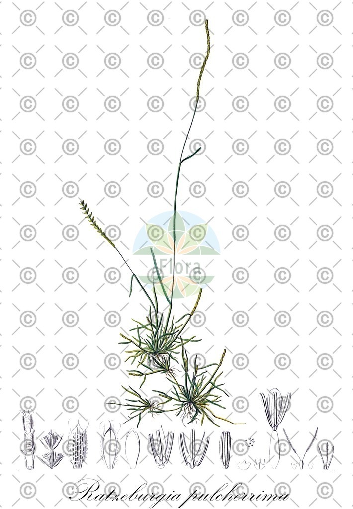 HistAbb_wfo-0001172339_1_ENZY_Simple | Historische Abbildung von Ratzeburgia pulcherrima - Poaceae | Historical Illustration of Ratzeburgia pulcherrima - Poaceae