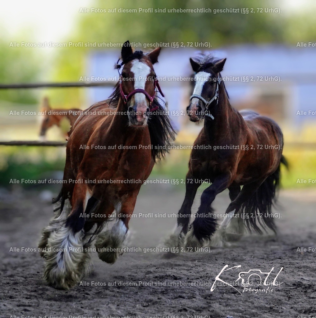 eZy_watermark_18-07-2023_09-38-57 | krollfotografie - Realisiert mit Pictrs.com