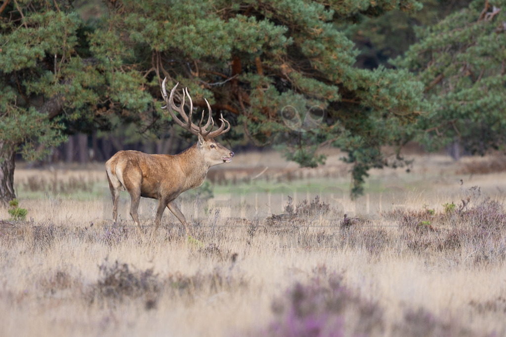 20220925175639-5-2 | Der Bildershop von www.natur-focus.de bietet ihnen den einfachen Kauf von Bildmaterial per Download aus allen Bereichen der Natur. In den Galerien finden sie Landschaftsfotos, Tierbilder und natürlich auf Pflanzenfotos. - Realisiert mit Pictrs.com
