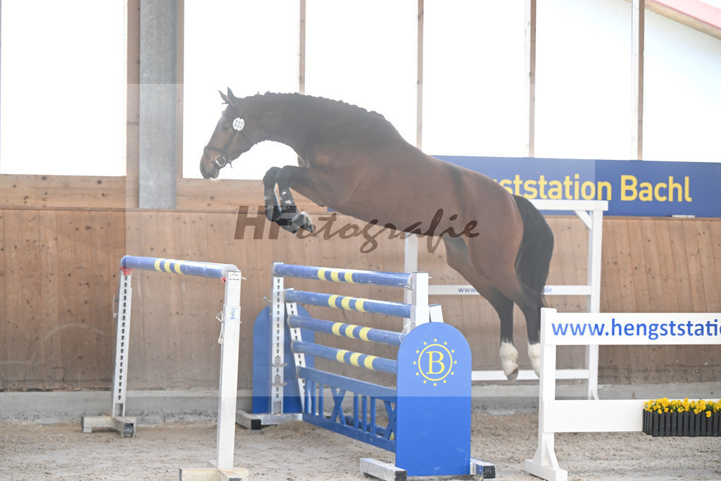 Kat-Nr. 33 Leni v. Vigaro_Peter_14261872 | hf-fotografie - Realisiert mit Pictrs.com