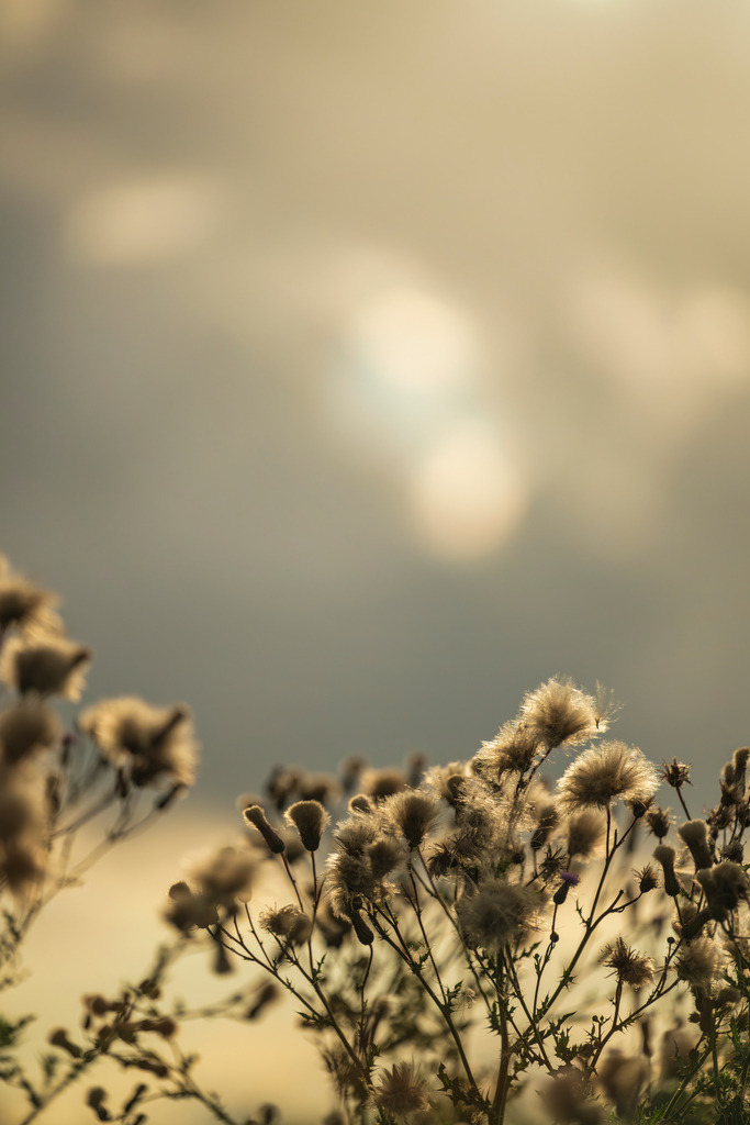 2025_07_29_HETLINGER SCHANZE_MCP0136 | Hochwertig gedruckte Fotografien für die Wand, als Kalender und zum Verschenken. Hamburg & Norddeutschland und überall wo ich mit der Kamera unterwegs war.