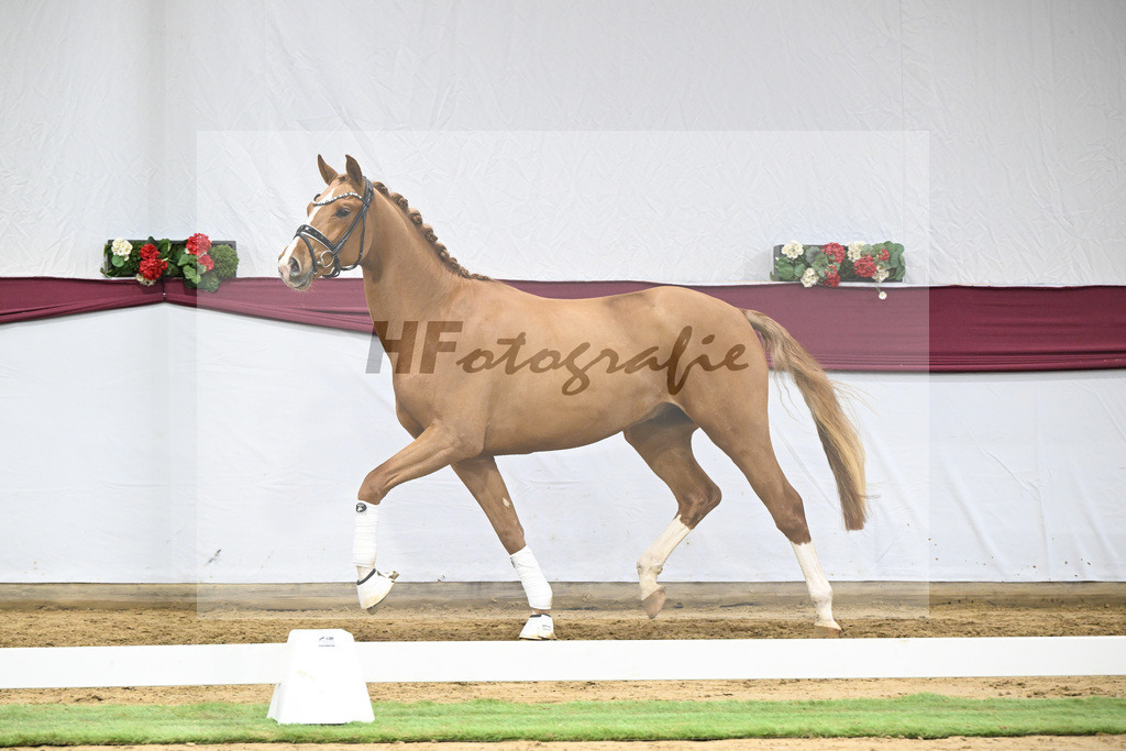 Kat-Nr. 57 Fanegro x Lord Loxley_Mathieu Beckmann_47252138 | hf-fotografie - Realisiert mit Pictrs.com