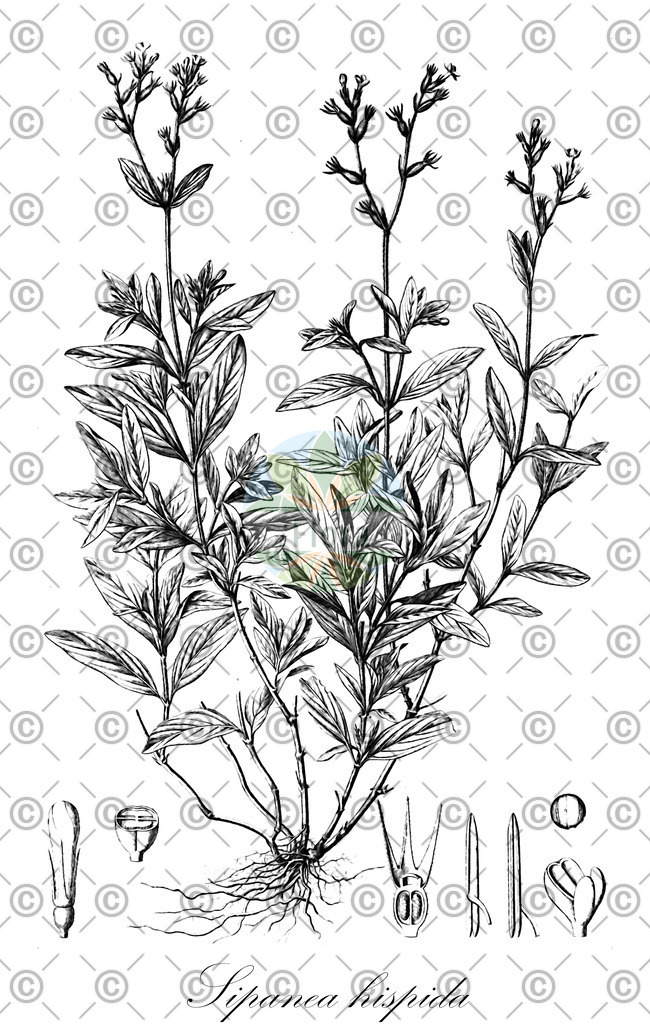 HistAbb_wfo-0000497053_2_ENZY_Simple | Historische Abbildung von Sipanea hispida - Rubiaceae | Historical Illustration of Sipanea hispida - Rubiaceae