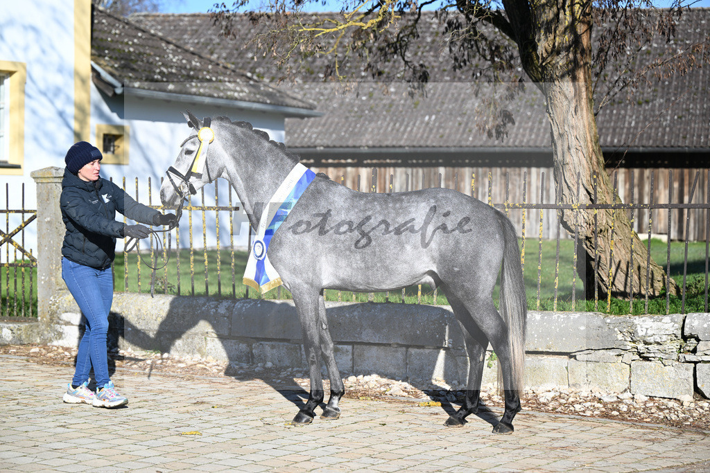 Kat-Nr. 3 Golden Diamond K v. GoldenGray_Koldas_49250339 | hf-fotografie - Realisiert mit Pictrs.com