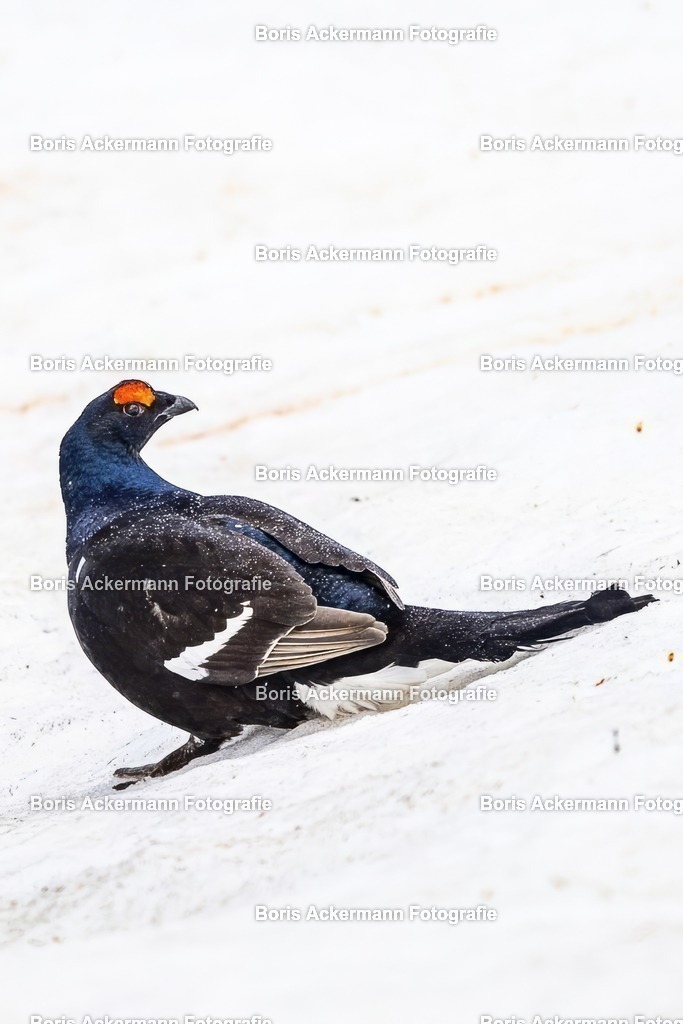 20240513-1M5A1331 | FineArtPrint, Hahnemühle, FeeGalerie, Fee Galerie, Fotokunst, Fotografie, Canonphotography, Bergfoto, Matterhorn, Rimpfischhorn, Allalinhorn, Saas-Fee, Wallis, Valais, Switzerland, Bergfotografie