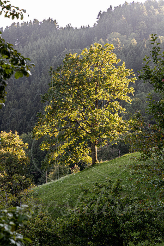 Spätsommer in Randegg | Ihre Fotografin im Lungau, ihre Fotografin im Mostviertel, Wandbilder Onlineshop, Imagefotos für Ihr Unternehmen,  - Realisiert mit Pictrs.com