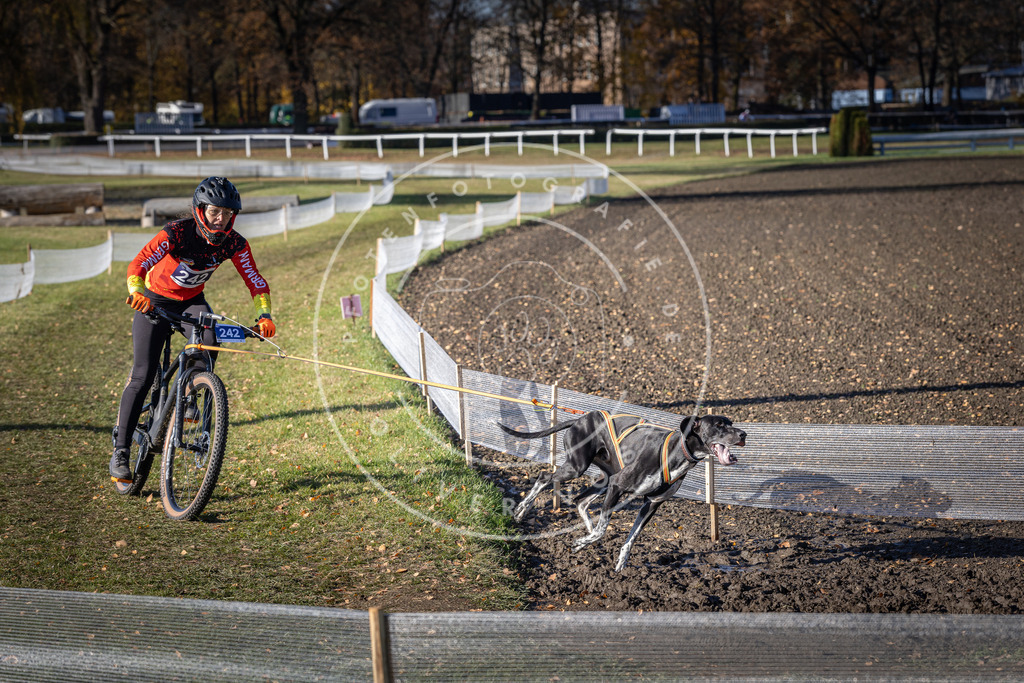 CaniXpix_DV3A4326 | Hundefotografie, Tierfotograf, Pfotenfotografie, Fotoshooting Hund, Hunde Portrait, Hundesport, Hundeportraits, Heideshooting, Hunde, Sportfotograf, Hundefotograf, Turnierhundsport, THS,  - Realisiert mit Pictrs.com