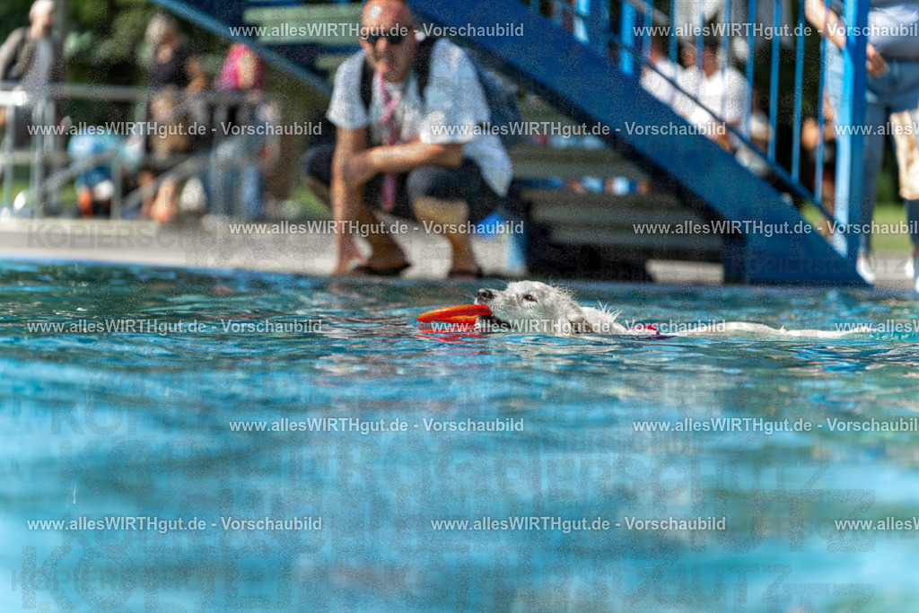 Hundeschwimmen_Volksbad_2026-allesWIRTHgut_Tierfotografie-2609061215-112549-7R509987 | Professionelle Tierfotografie in Mönchengladbach von Daniel Wirth (allesWIRTHgut). Liebevolle & natürliche Bilder von Hunden & Katzen für unvergessliche Erinnerungen.