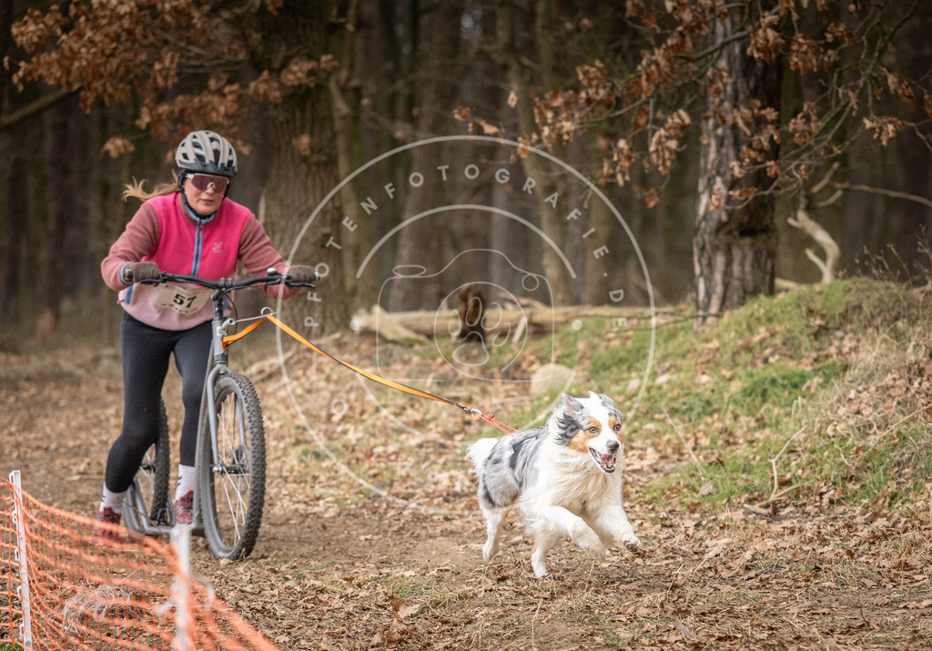 Pfotenfotografie_DV3A1988 | Hundefotografie, Tierfotograf, Pfotenfotografie, Fotoshooting Hund, Hunde Portrait, Hundesport, Hundeportraits, Heideshooting, Hunde, Sportfotograf, Hundefotograf, Turnierhundsport, THS,  - Realisiert mit Pictrs.com
