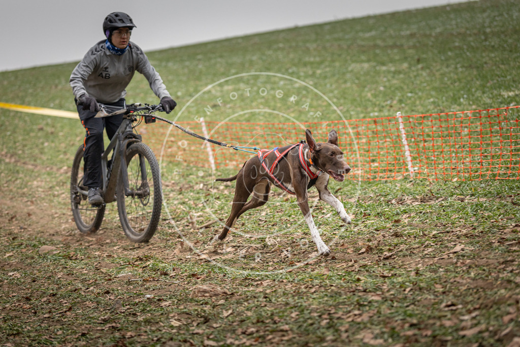Pfotenfotografie_DV3A2494 | Hundefotografie, Tierfotograf, Pfotenfotografie, Fotoshooting Hund, Hunde Portrait, Hundesport, Hundeportraits, Heideshooting, Hunde, Sportfotograf, Hundefotograf, Turnierhundsport, THS,  - Realisiert mit Pictrs.com