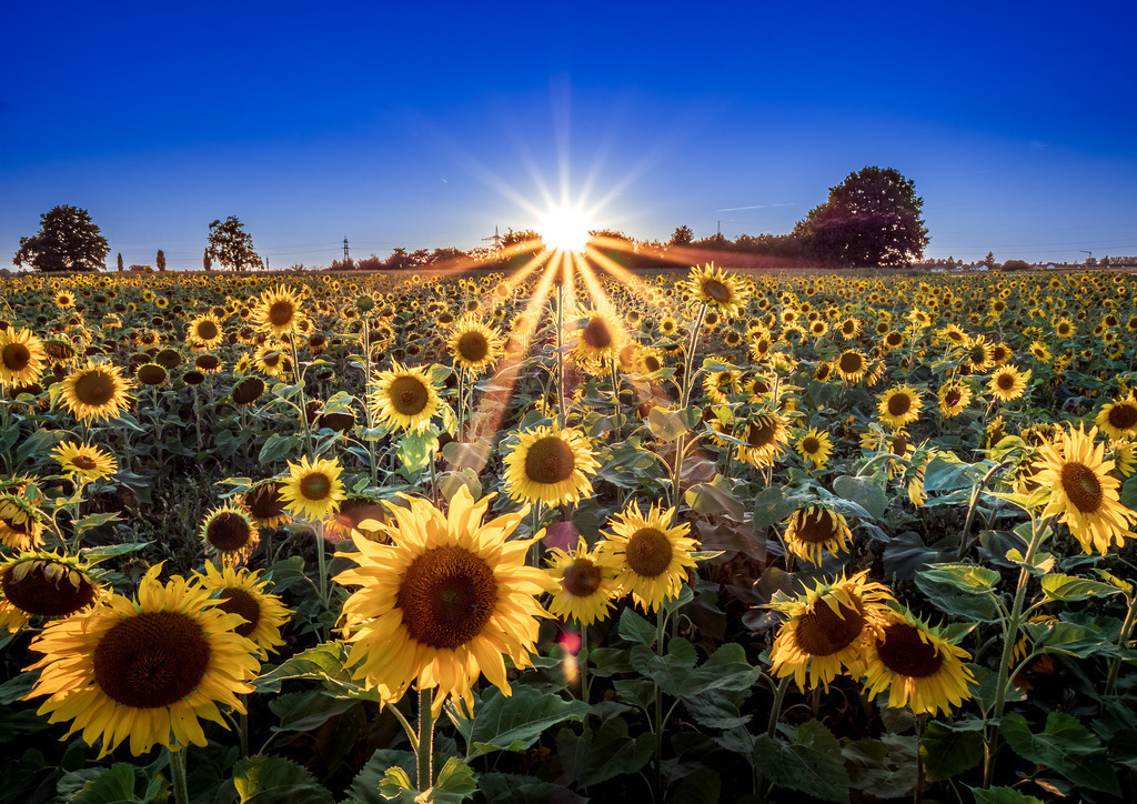 MPI_Blüten_0043 | Sonnenblumenfeld bei Rheinau  - Realisiert mit Pictrs.com