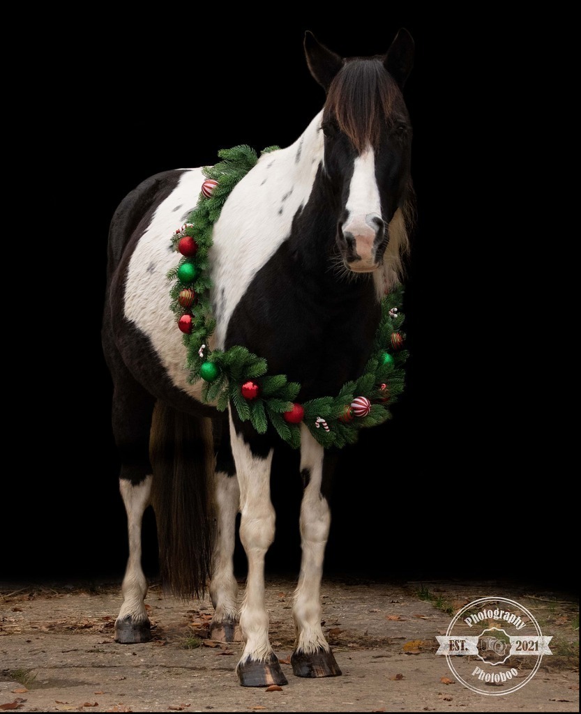 Lieblingsbilder_Photoboo_9 | Pferde- und Hundefotografie in Köln und Umgebung von Vanessza Csuka - Realisiert mit Pictrs.com
