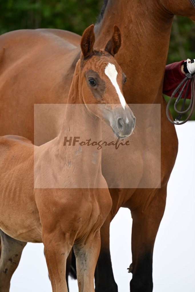Akarad Hero Z x Toulon_SF_Riehle_23250591 | hf-fotografie - Realizzato con Pictrs.com