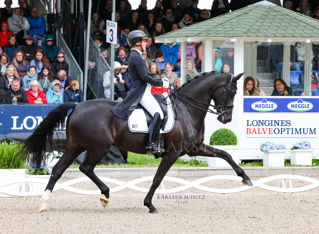 1B3A7369 | Reitsport Reiten