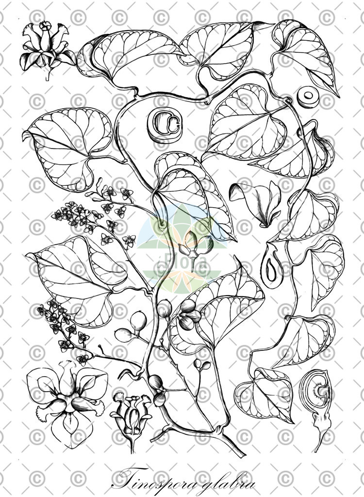 HistAbb_wfo-0001215106_1_ENZY_Simple | Historische Abbildung von Tinospora glabra - Menispermaceae | Historical Illustration of Tinospora glabra - Menispermaceae