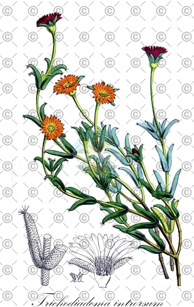 HistAbb_wfo-0000327567_1_ENZY_Simple | Historische Abbildung von Trichodiadema introrsum - Aizoaceae | Historical Illustration of Trichodiadema introrsum - Aizoaceae