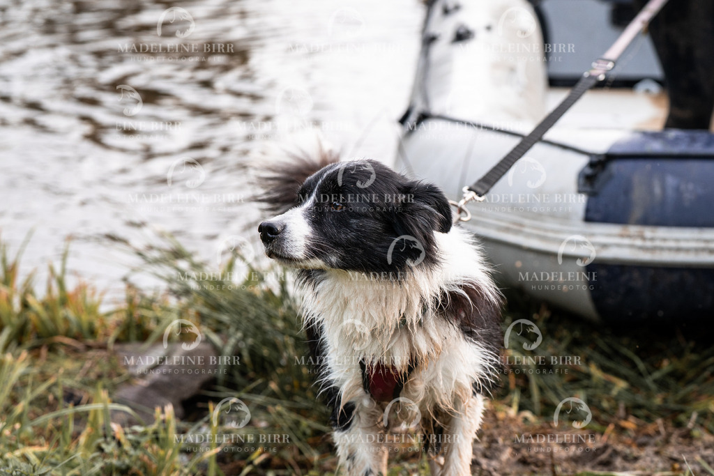 madeleinebirr-fotografie2025.campcanis.Startbis9Uhr-233 | hundefotografie-birr